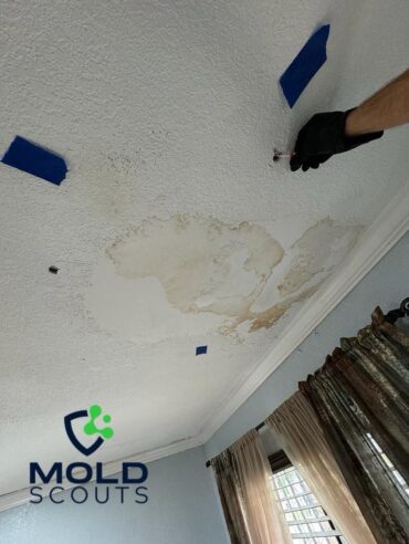 Mold Inspector Florida, Moho mold clean limpieza in Florida, Miami